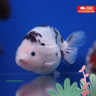 Ikan koki ranchu sapi maskoki gold fish