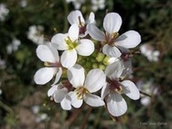 Wasabi Arugula Diplotaxis Erucoides Seeds, 25 pieces:packing seeds only