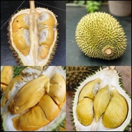 PAKET HEMAT 3 BIBIT DURIAN Bawor Montong Pelangi Cepat Berbunga
