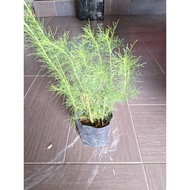 LGR # Anak Pokok Dill # Dill Herbs
