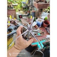 In-stock现货dyckia沙漠凤梨dyc.goehiringii x hhh