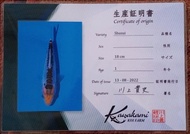 Ikan Koi Shusui Size 25 Cm Import Bersertifikat Kawakami Koi Farm