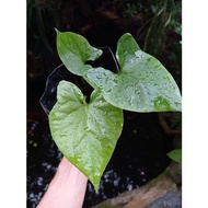 Cyrtosperma Merkusii l Live Plant • Rare Plant Collection