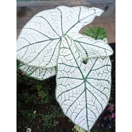 Caladium/Keladi Tissue