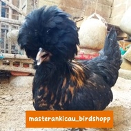 Ready Ayam Poland Jambul Khatulistiwa Betina Dewasa Siap Ternak -Lapak Robi