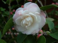 【盛宏茶花】茶花品種︱7吋盆原棵茶花︱日本小姑娘