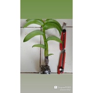 Terlaris Tanaman Hias Anggrek Dendrobium Black Papua-Anggrek Hitam