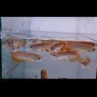 PTR ikan arwana Golden Red