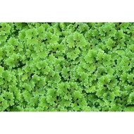 Azolla (Mosquito Fern) 1 cup