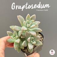 Graptosedum francesco baldi ไม้อวบน้ำ กุหลาบหิน cactus&succulentหลากหลายสายพันธุ์