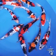 IKAN KOI SHOWA SHIRO