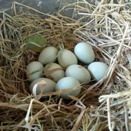 Telur Ayam Bangkok Pukul Super Brutal 4 Butir Telur