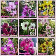 Tanaman hias bunga anggrek Dendrobium - Anggrek Orchid dendrobium