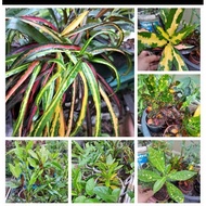 semaian pokok puding (pot kecil/bekas,berakar)POS SEMENANJUNG SHJ