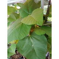 Pokok tin / pokok tin