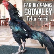 Ayam Bangkok Super Aduan PAKHOY Godvaley Telur Fertil