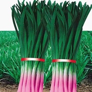★ SG seller★About 300 Chinese Chives seeds （10g ）紫根韭菜种子