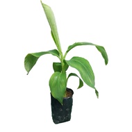 Anak Pokok Pisang Rastali/Berangan/Nangka/Mas/Abu/Awak/Raja/Raja Udang/Emas
