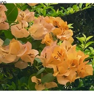 Plants ✾Bougainvillea (Yellow)  - 5 pcs cuttings around 12 inches in height✬