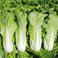 Ready Stock Quick Shipment Four Seasons Cream Cabbage Seeds Small Cabbage Seeds Cabbage Seeds Green 