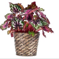 tanaman hias begonia rizhmatous kit kat