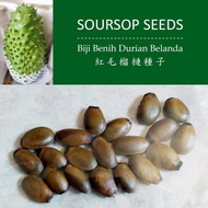 Soursop seeds 20pcs ,benih durian belanda 20biji， 红毛榴莲种子 20粒