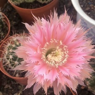 Mike big flower color grass Color cactus cactus schik's real color grass Strawd cactus succulent pla