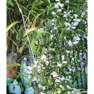 Pokok Orkid Hutan/Merpati Putih/Anggerik/Orkid desa