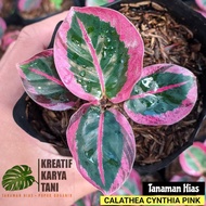 Tanaman hias calathea Cynthia Pink - Calathea Sintia Pink ( Bisa COD )