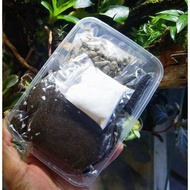 Terrarium Starter Kit - Terrarium DIY Kit