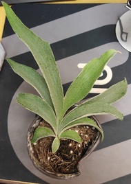 P. veitchii wild #321鹿角蕨.野銀 321