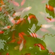 paket bibit ikan mas koki oranda isi 10