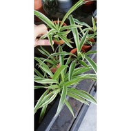 Spider Plant in 5.5cm pot