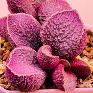 Peach Blister Halmer Pork Liver Succulent Blister Gardening Magazine Blister Succulent Doll Blister 