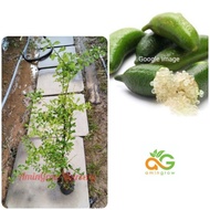 amingrow- 🌱Anak pokok Limau Fingerlime/telur ikan/caviar (Citrus australasica)- pokok buah🌱
