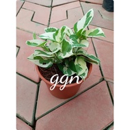 money plant njoy indoor plant