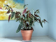 Begonia Maculata 斑葉秋海棠盆栽