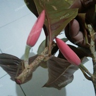 kantil merah asli langka / bunga kantil merah