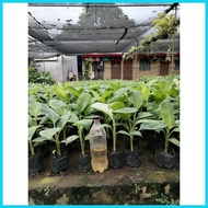 ◎ ∈ Lakatan Davao tissue 50 cm. tall