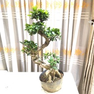 PGS Bonsai ficus microcarpa size S 50cm : special promotion till 28th April 2020. Live plant