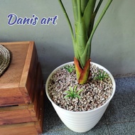 Dijual Monstera Jumbo/ Monstera Palsu / Monstera Plastik/ Monstera