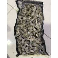 3KG MEDIA FILTER WARING AQUARIUM POND AQUASCAPE CORAL GINGER OISTER OYSTER STONE APUNG GOMBONG ZIOLI