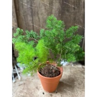 Multi-colored Terracotta Pots in Many Sizes - Cup Pots - Growing Stone Lotuses - Cactus From 17cm to