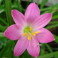 tanaman hidup taman hias jadi bakung zephyranthes merah muda pink