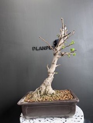 日本🇯🇵 乳銀杏（垂乳銀杏）Ginkgo Biloba 'Chichi' ｜植物 盆景 盆栽 bonsai 楓葉 塊根 多肉植物