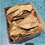 Combo of 20 dried almond leaves AQUARIUM MEDICINE - crispy dried leaves fall naturally