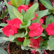 pokok mahkota berduri,(merah)