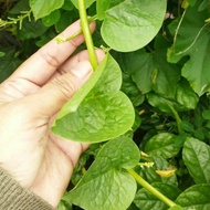 10 pcs Biji benih bayam Malabar hijau malabar spinach seed green Malabar veggie seed sayur raja plan
