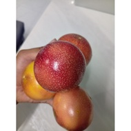 RED Passion Fruit Seed quality/20 seed per pack/Biji Benih Pokok Markisa/Red passion fruit