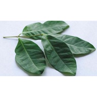 Bay Leaves/Cooking Spices Bay Leaves/Herbal Leaves